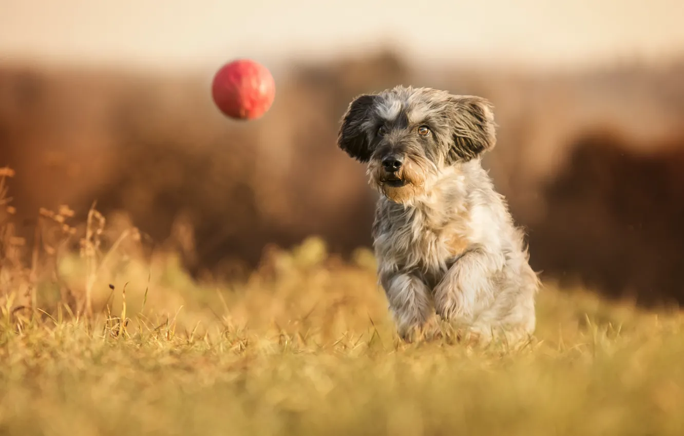 Photo wallpaper dog, walk, the ball, bokeh