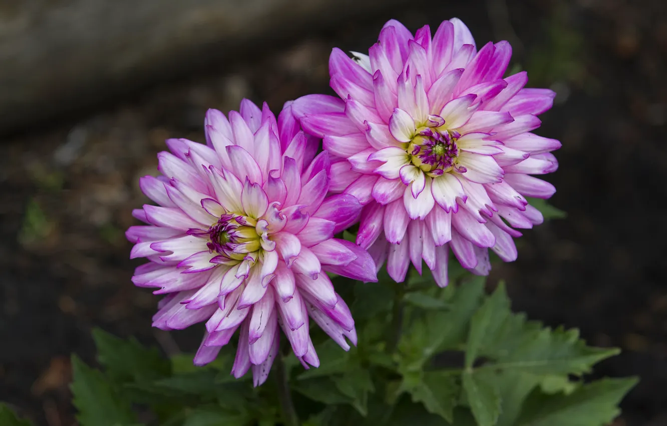 Photo wallpaper flowers, pink, dahlias
