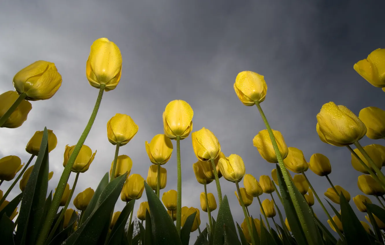 Photo wallpaper the sky, yellow, green, Rosa, tulips