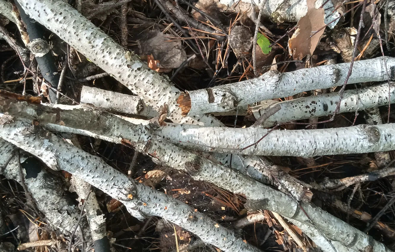 Photo wallpaper forest, branches, wood texture