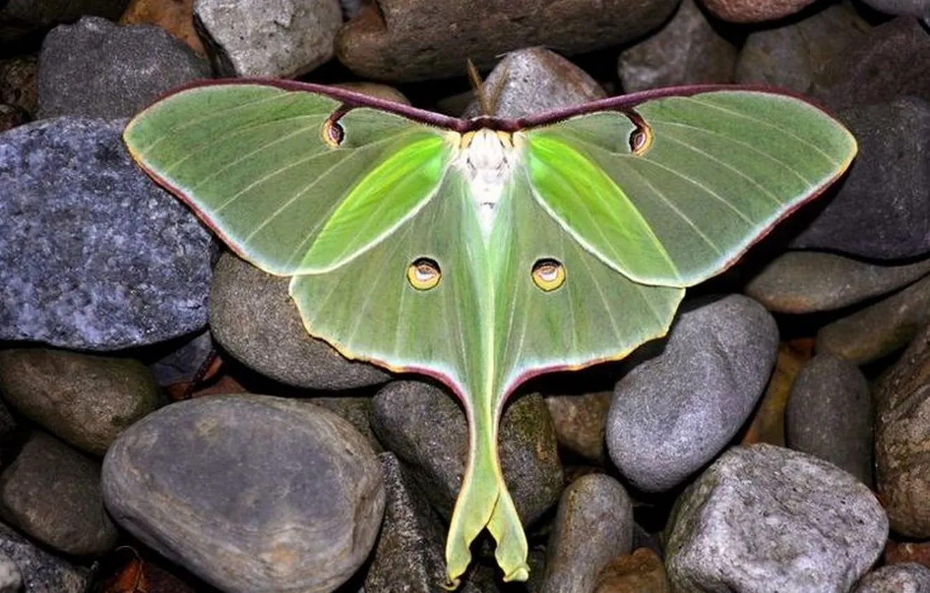 Photo wallpaper macro, butterfly, wings, beautiful, stones, closeup