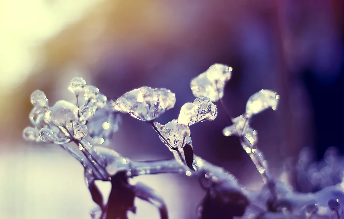 Photo wallpaper cold, ice, plant, ice