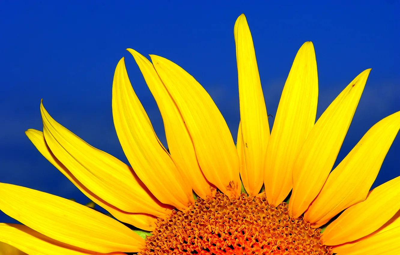 Photo wallpaper the sky, sunflowers, flowers, petals