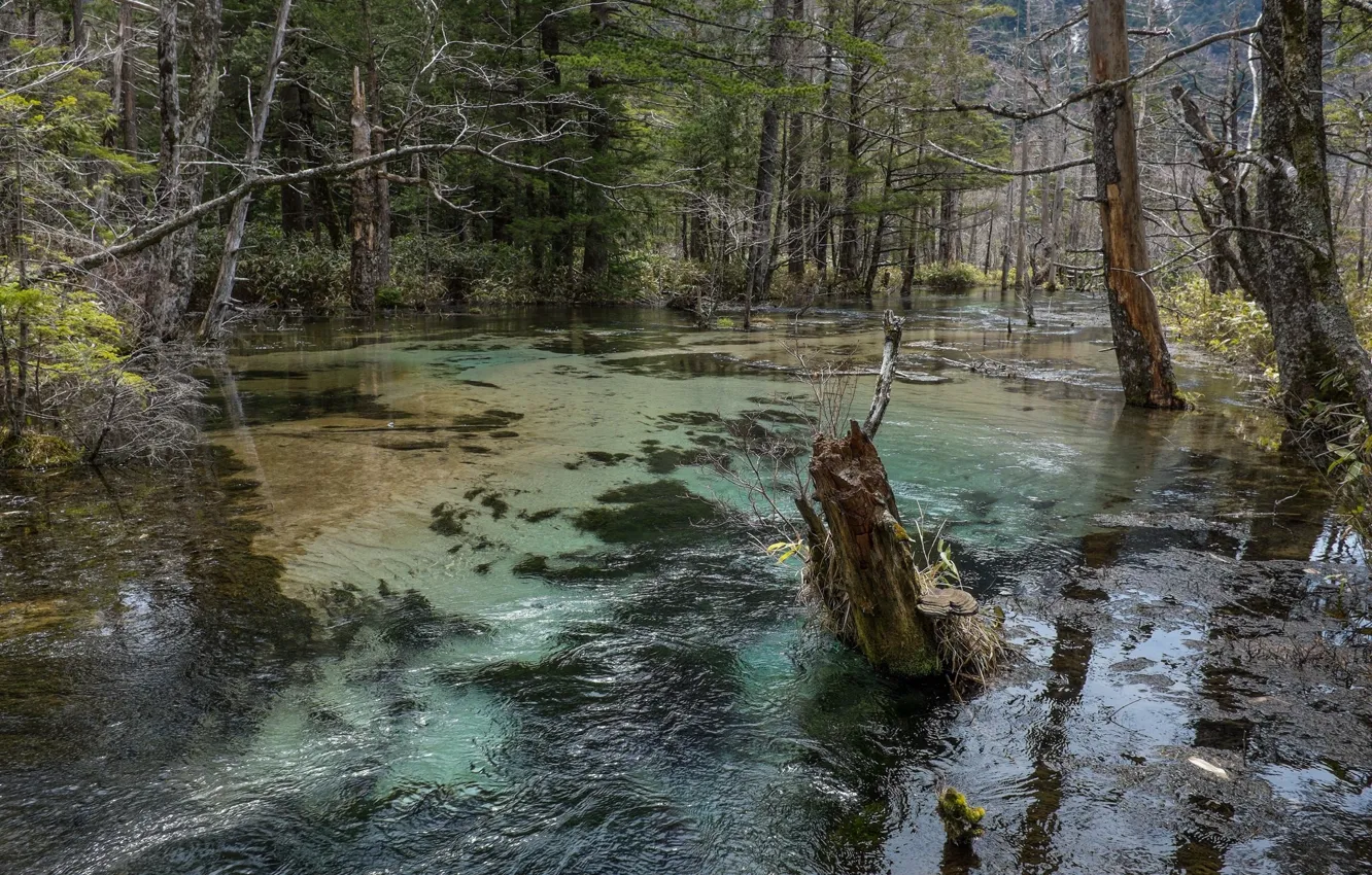 Photo wallpaper forest, water, swamp