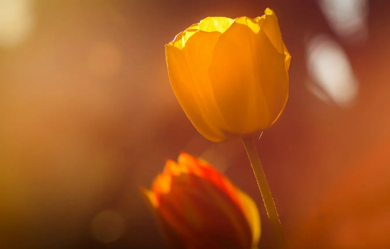 Photo wallpaper field, summer, flowers, blur, day, tulips, flowers, tulips