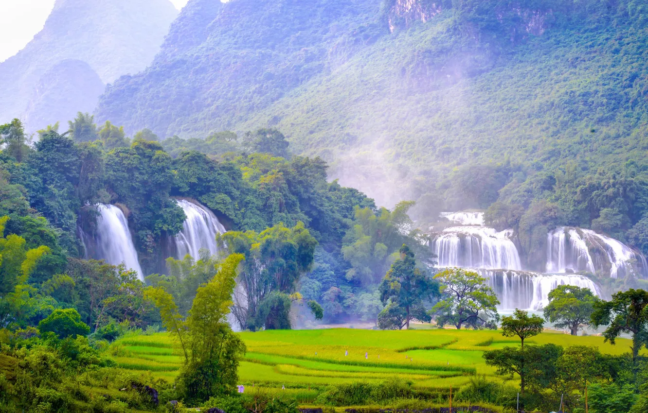Photo wallpaper forest, trees, landscape, nature, waterfall