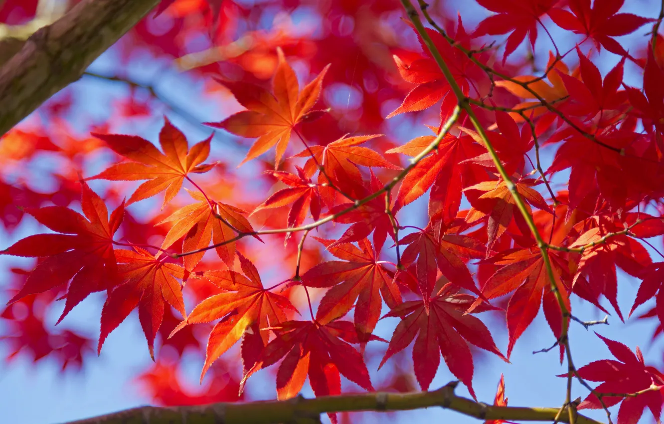 Photo wallpaper autumn, leaves, macro, trees, maple