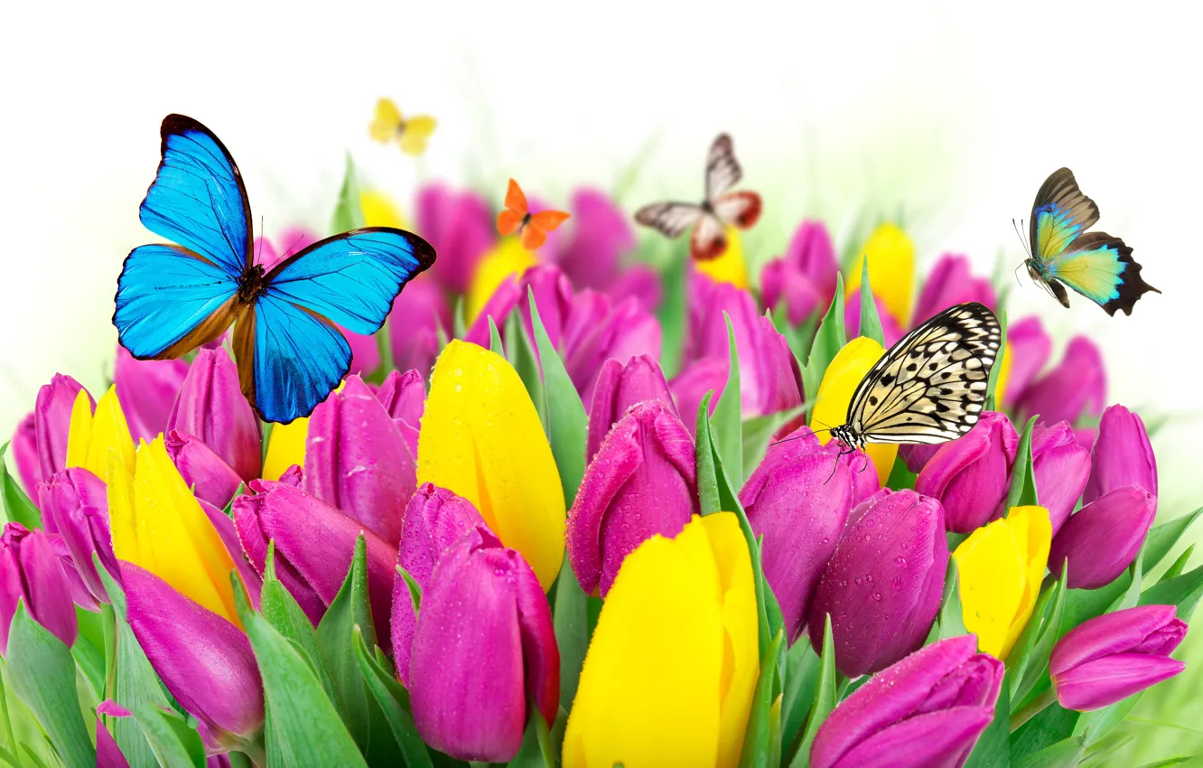 Photo wallpaper butterfly, flowers, spring, colorful, tulips, fresh, yellow, flowers