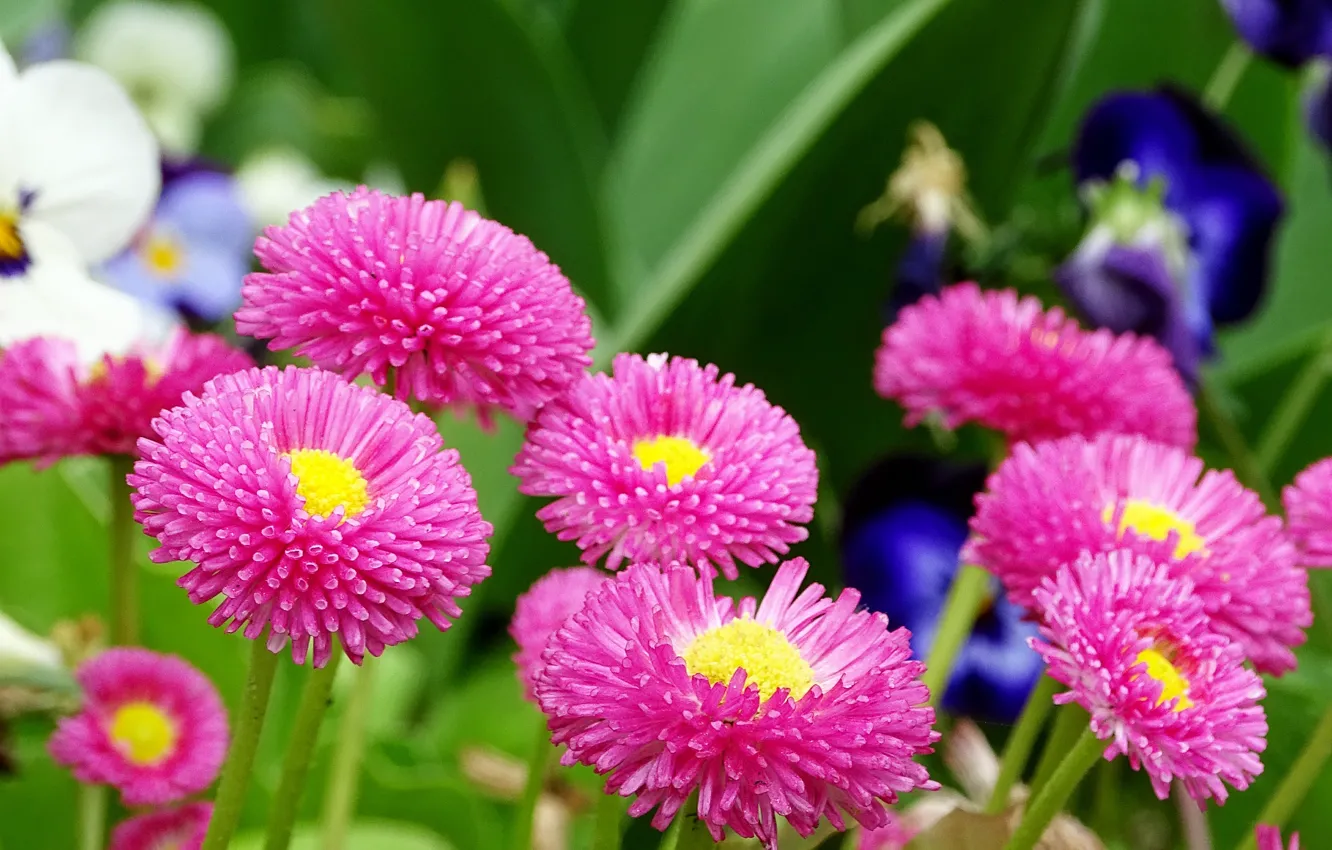 Photo wallpaper flowers, pink, pink, flowers