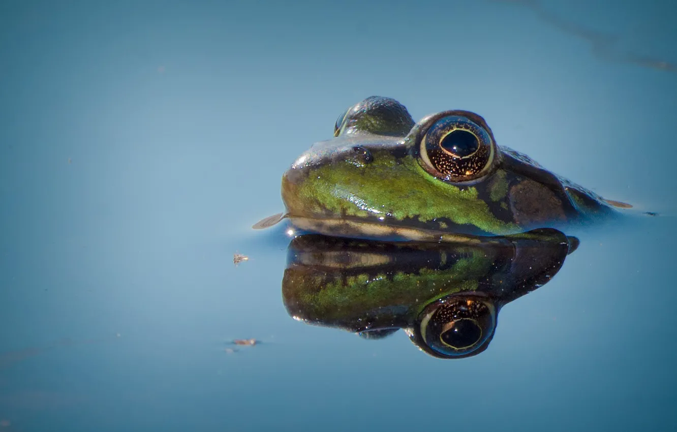 Photo wallpaper frog, eyes, lake, reflection
