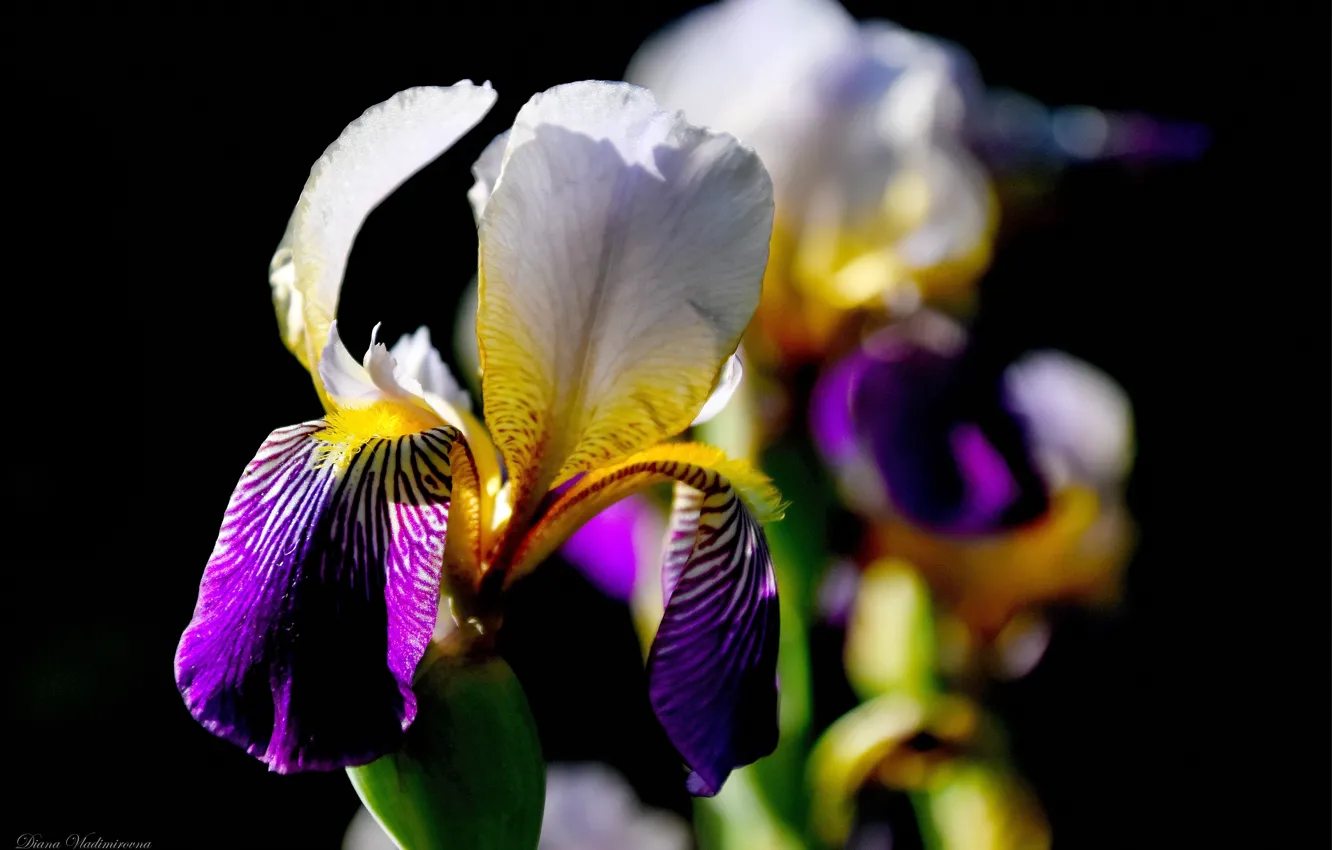 Photo wallpaper summer, flowers, iris