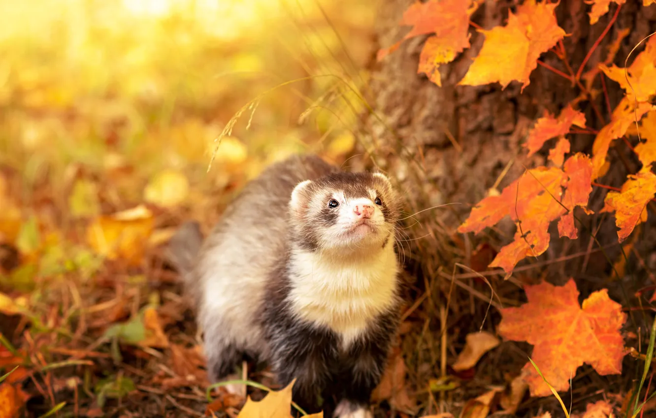 Photo wallpaper autumn, look, leaves, light, nature, pose, tree, yellow