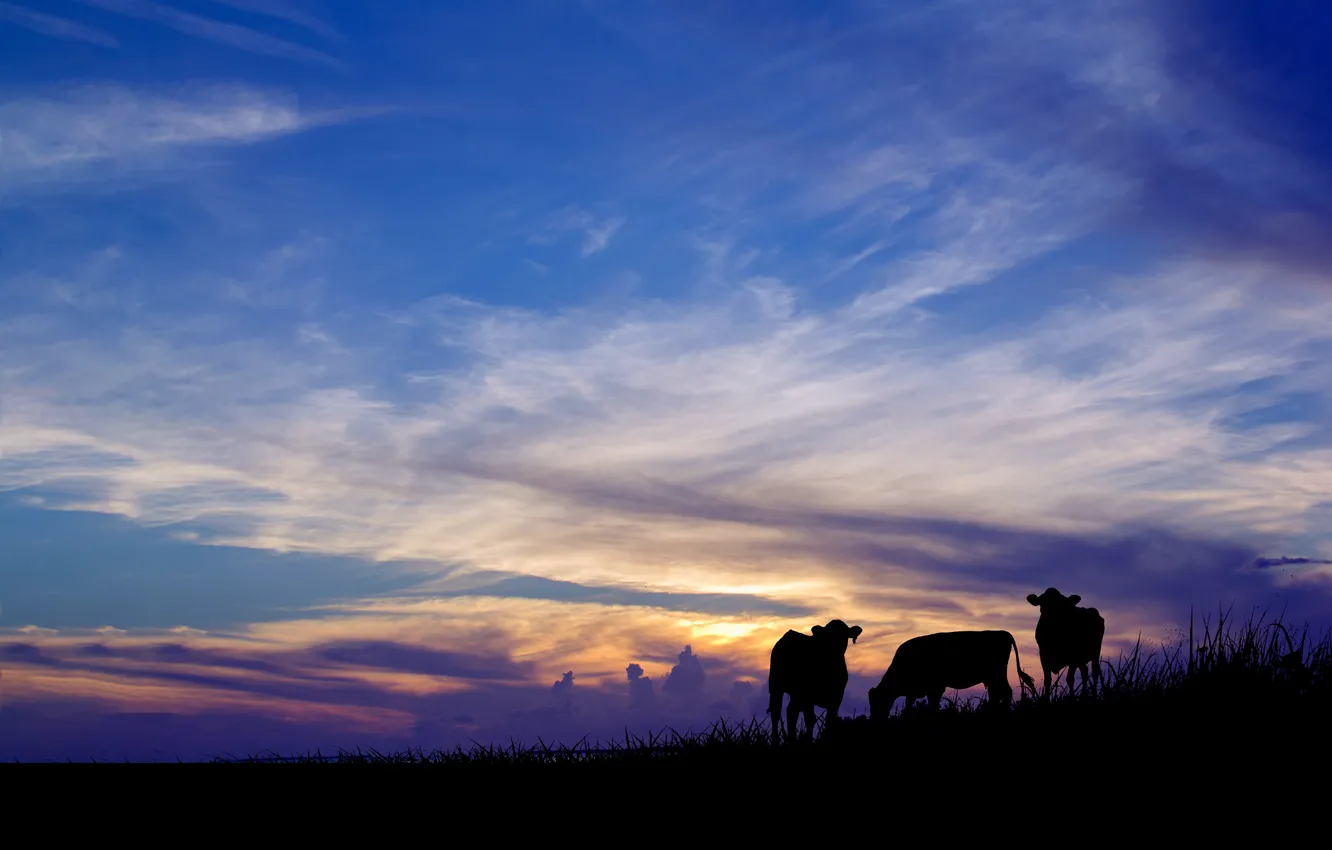 Photo wallpaper the sky, rendering, the evening, cows, silhouettes, photoart