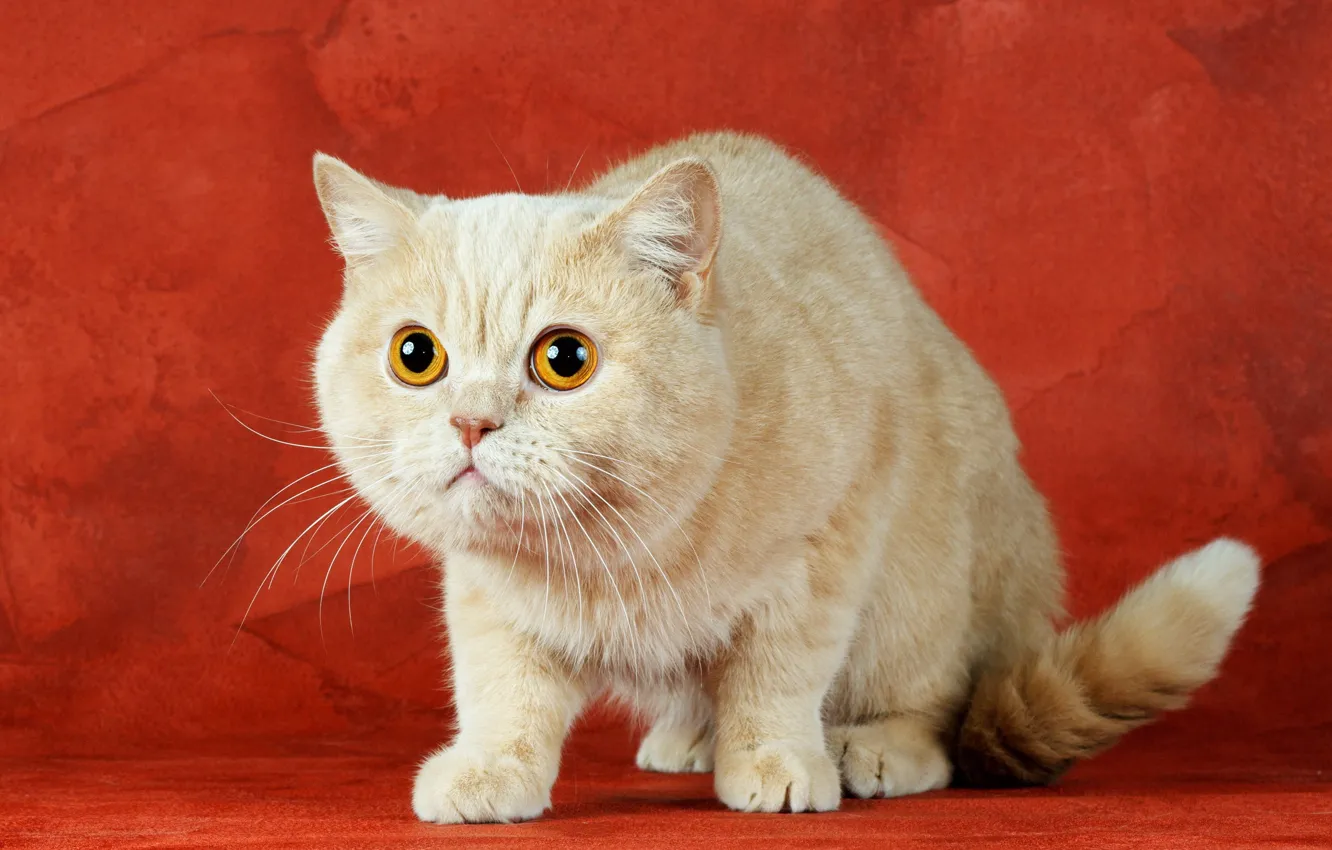 Photo wallpaper cat, look, background