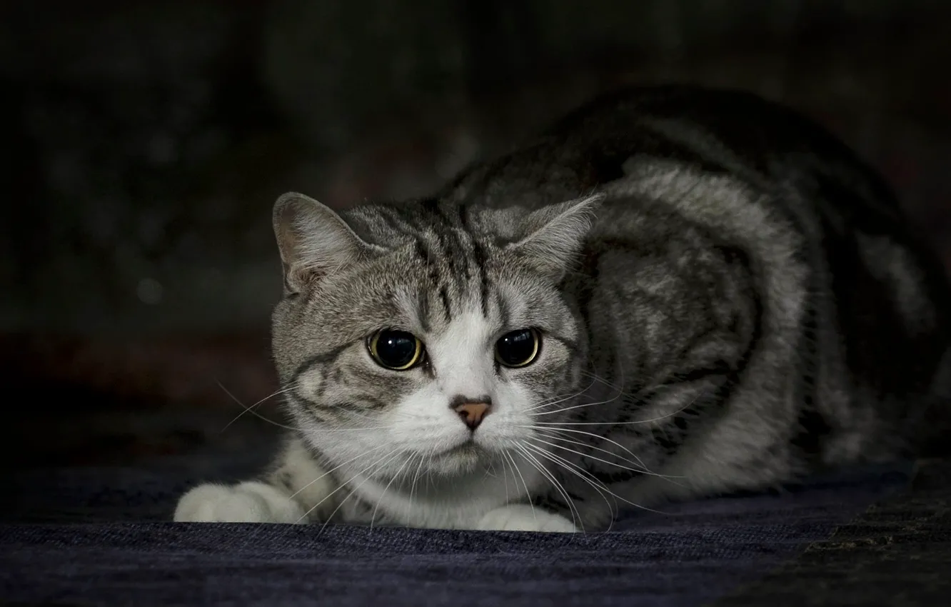 Photo wallpaper cat, eyes, cat, look, tabby