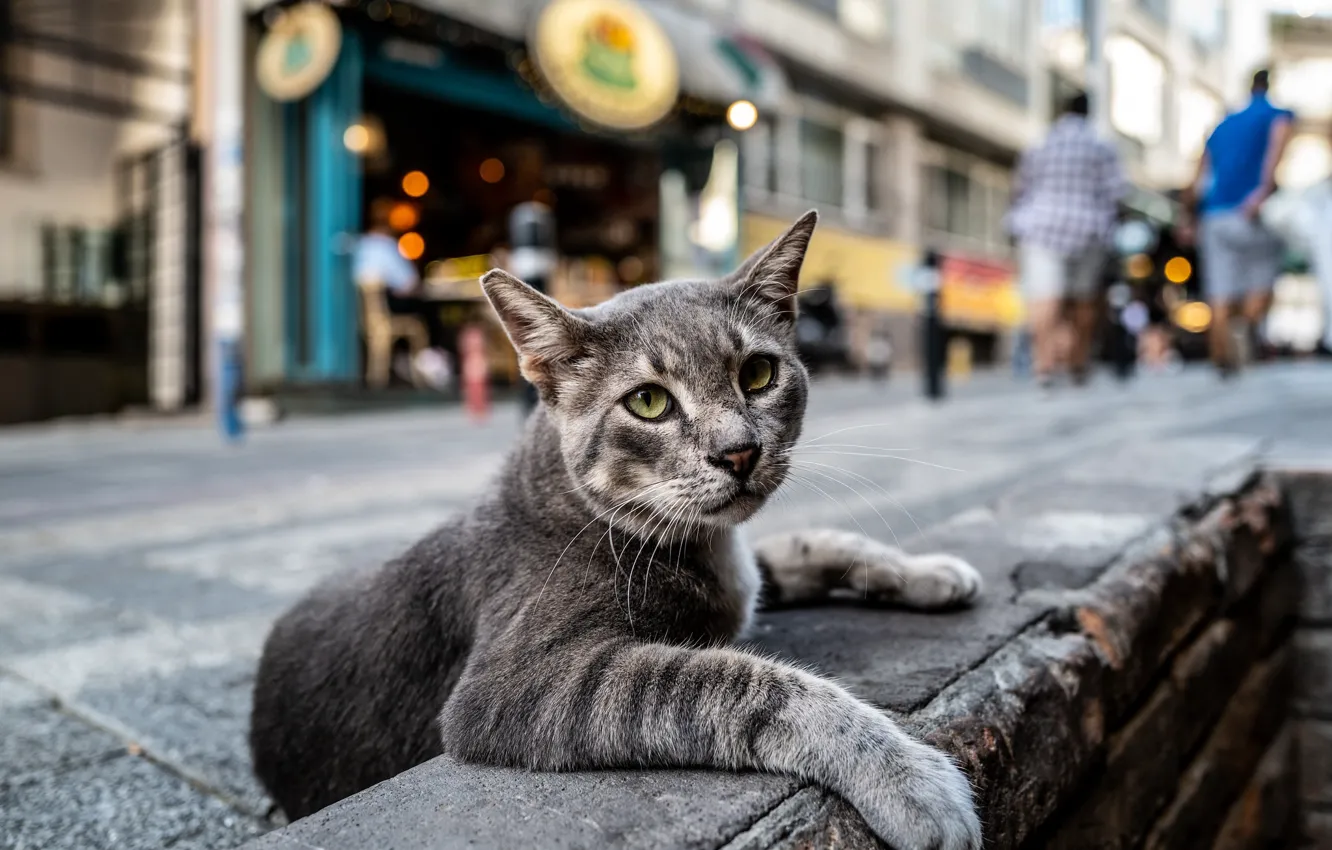 Photo wallpaper cat, street, Kota