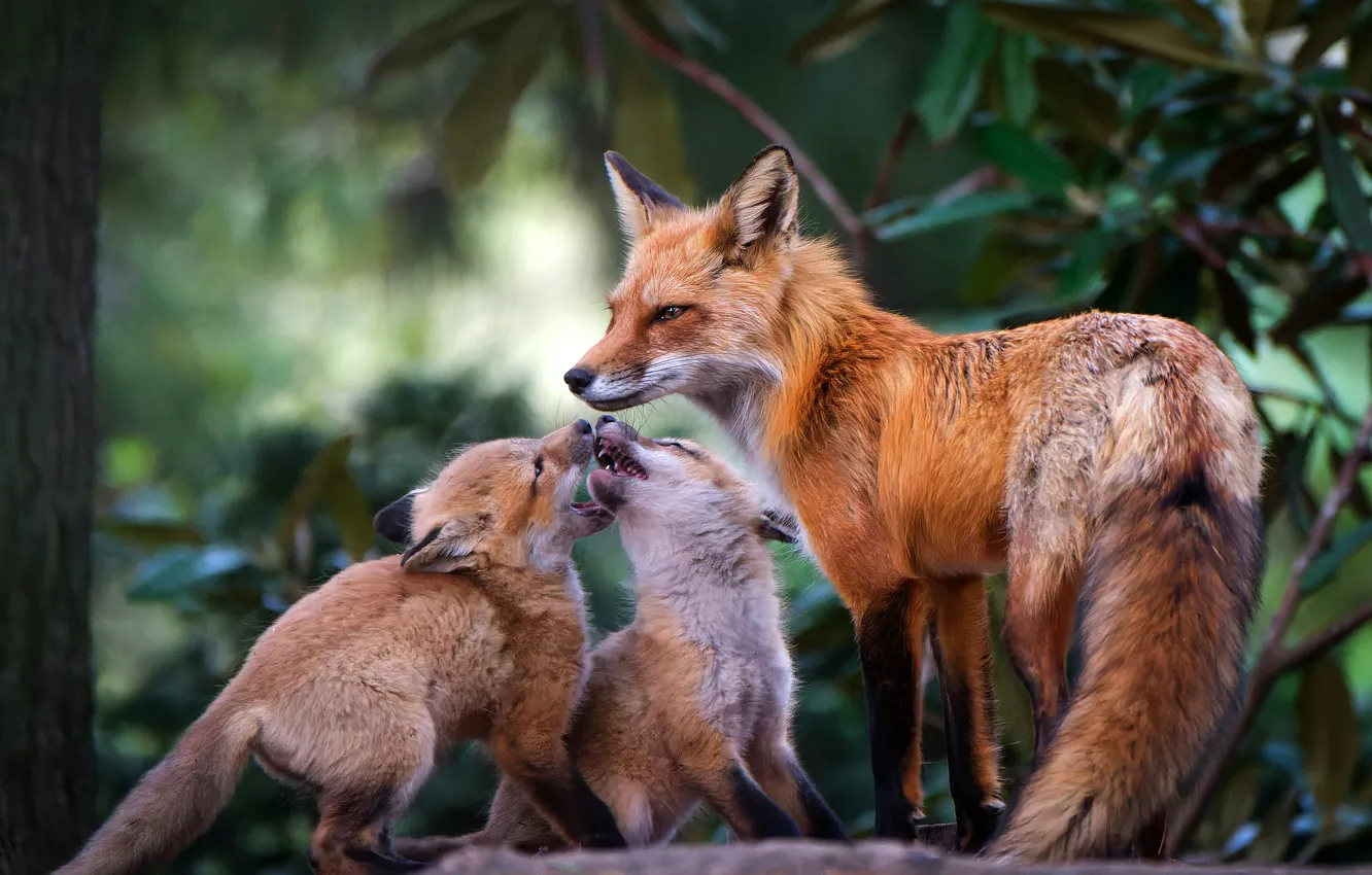 Photo wallpaper branches, nature, foliage, Fox, Fox, trio, mother, Fox