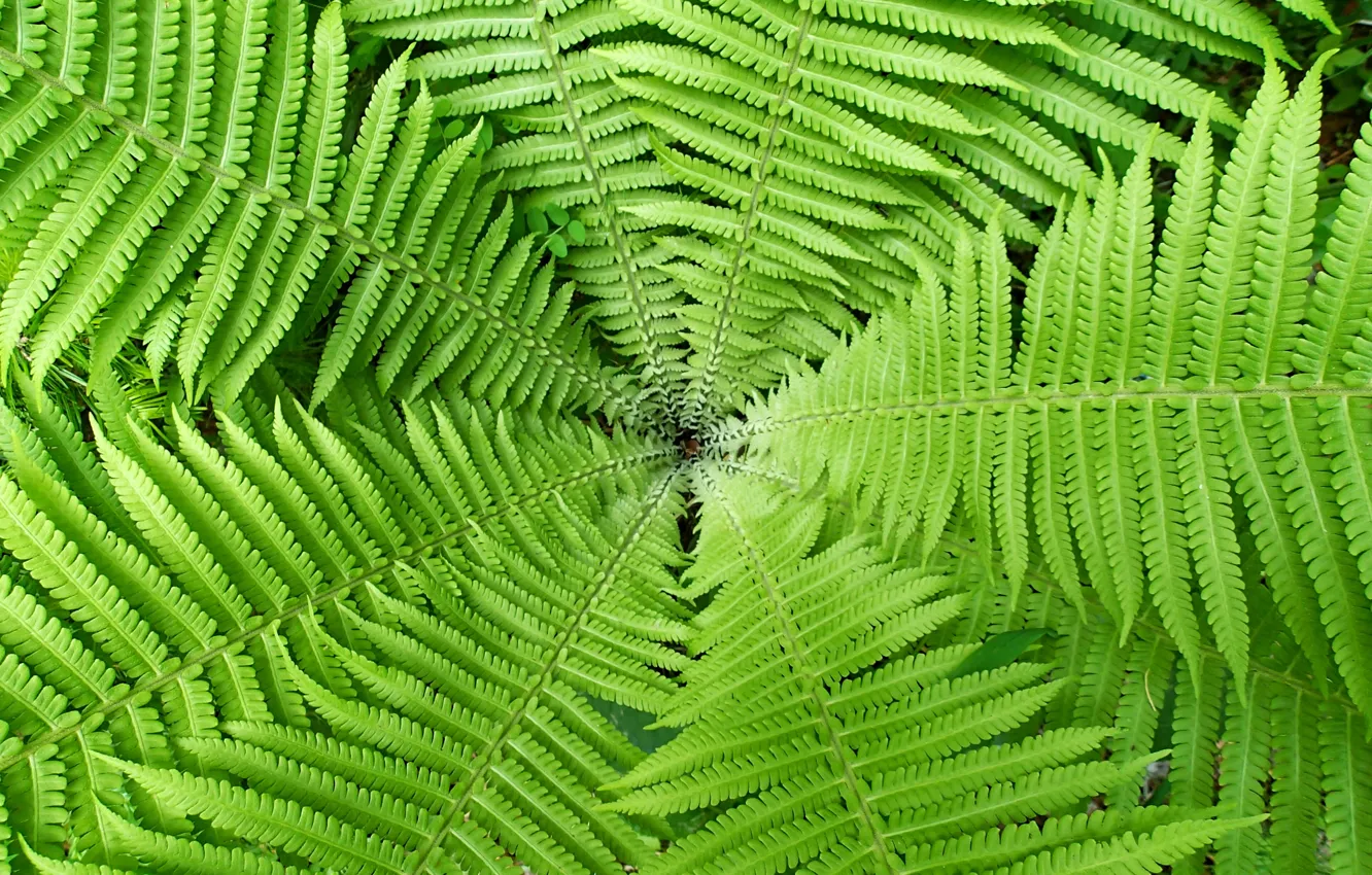 Photo wallpaper grass, green, fern