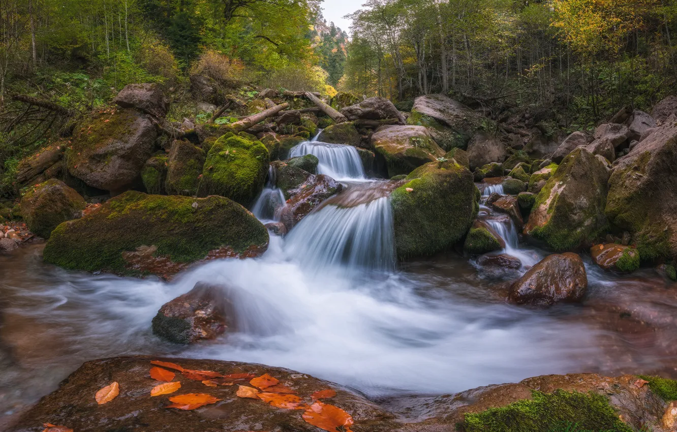 Photo wallpaper autumn, forest, river, stones, Russia, cascade, Karachay-Cherkessia, River Rozhkoa