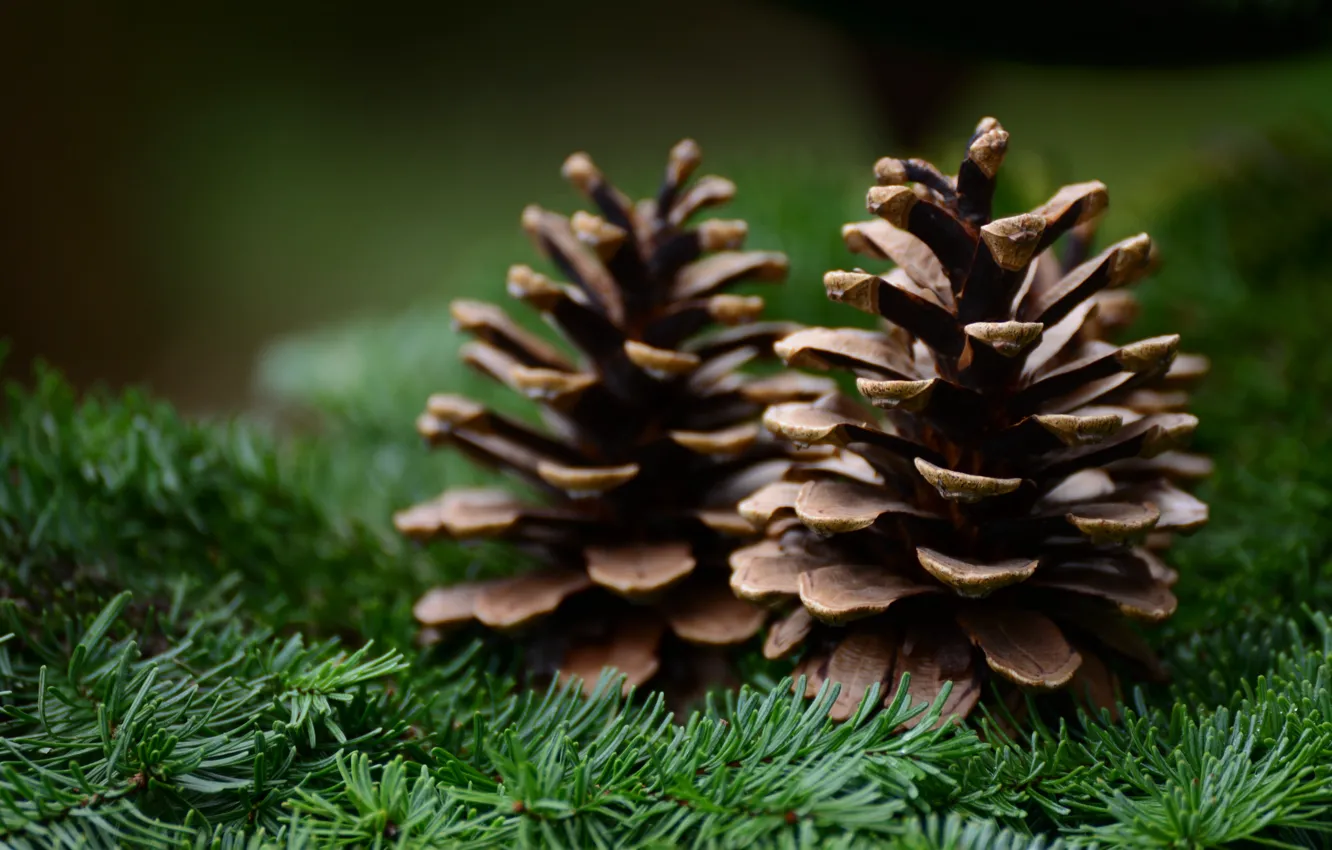 Photo wallpaper branches, nature, a couple, needles, Duo, bumps, coniferous, bokeh
