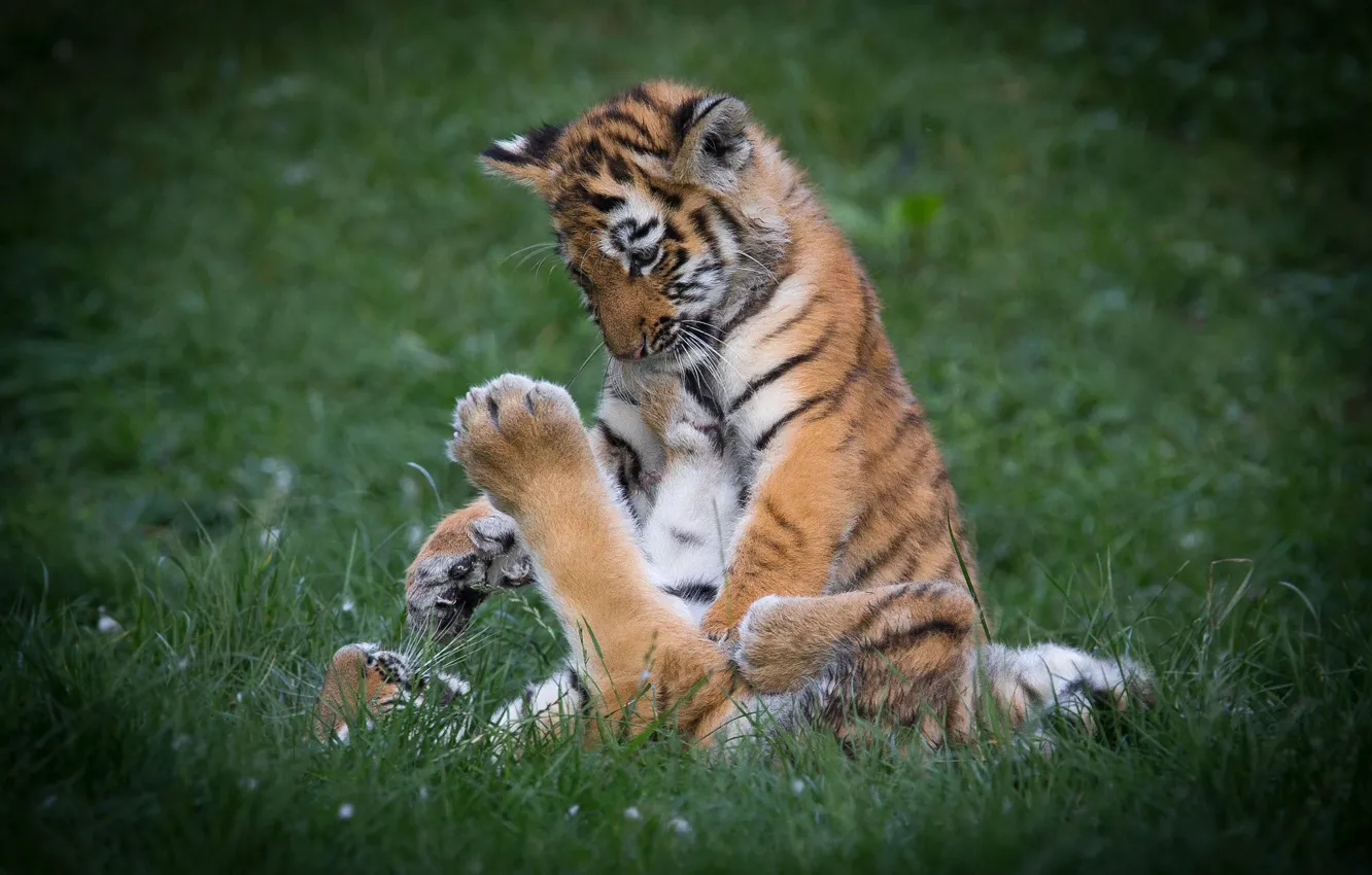 Photo wallpaper grass, tiger, pose, glade, the game, two, a couple, tiger