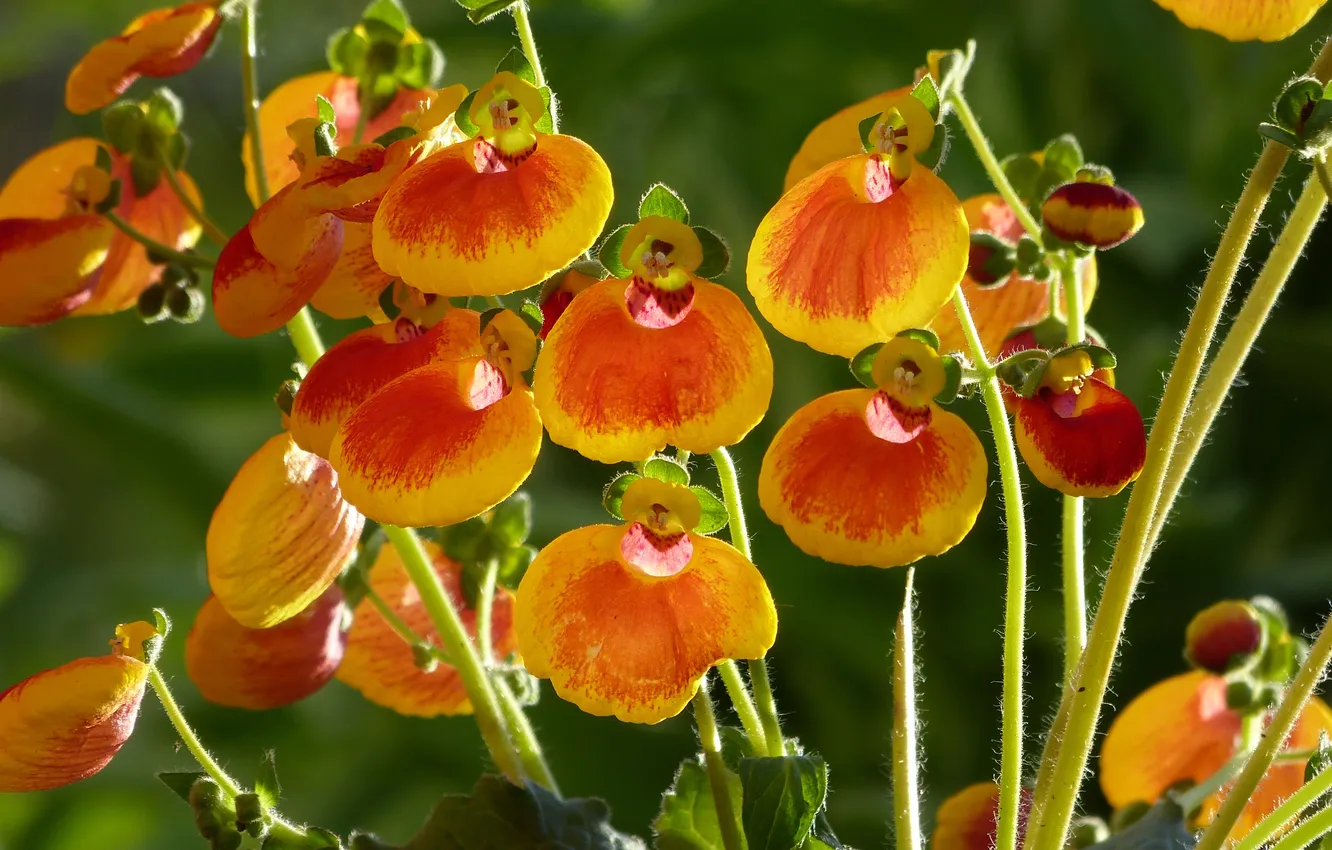 Photo wallpaper light, flowers, orange, bright, garden, stem, Calceolaria, The Venus Slipper