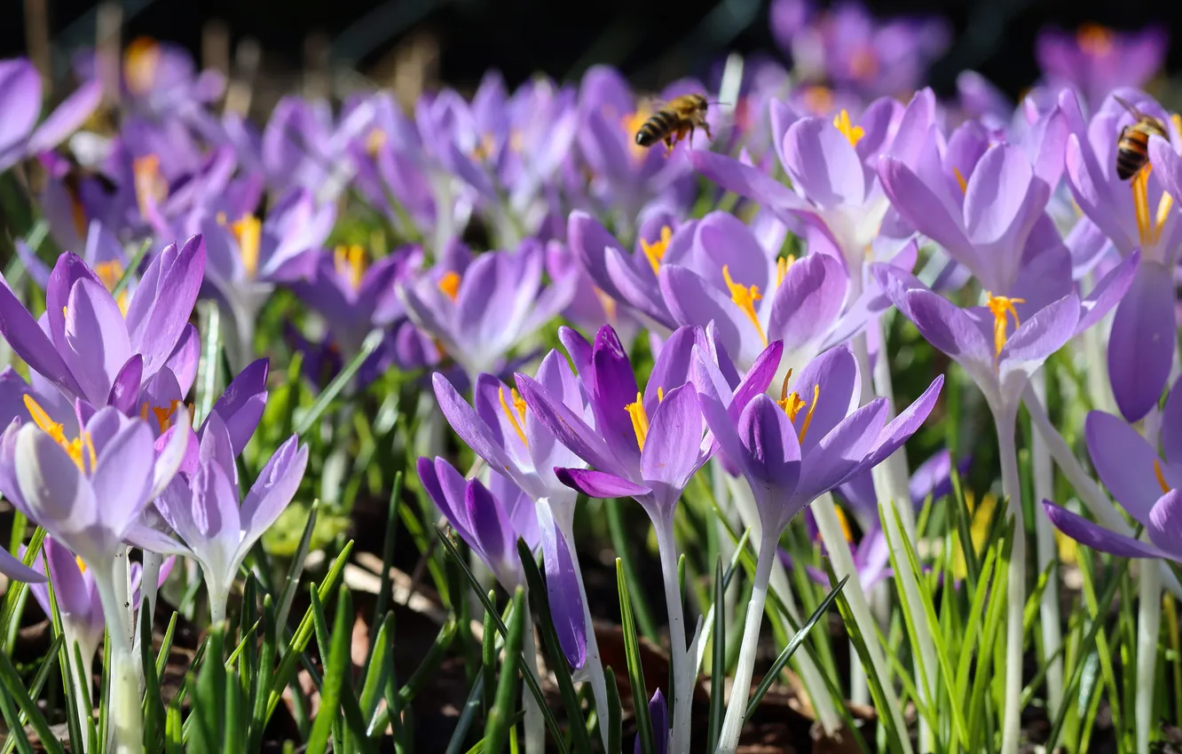 Photo wallpaper light, flowers, bee, glade, spring, crocuses, banner, insect