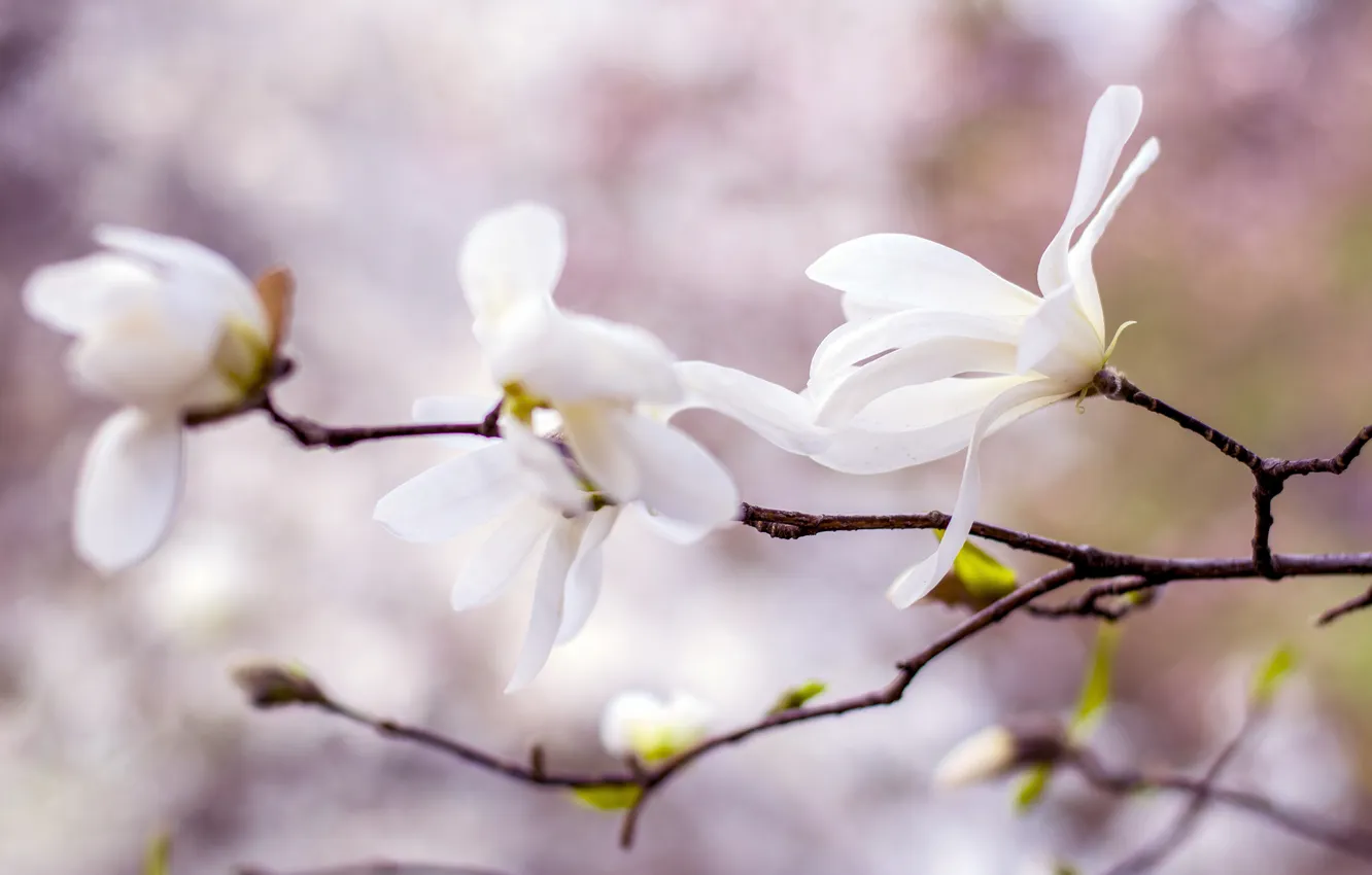 Photo wallpaper flowers, branch, spring, petals, white, light background, flowering, bokeh