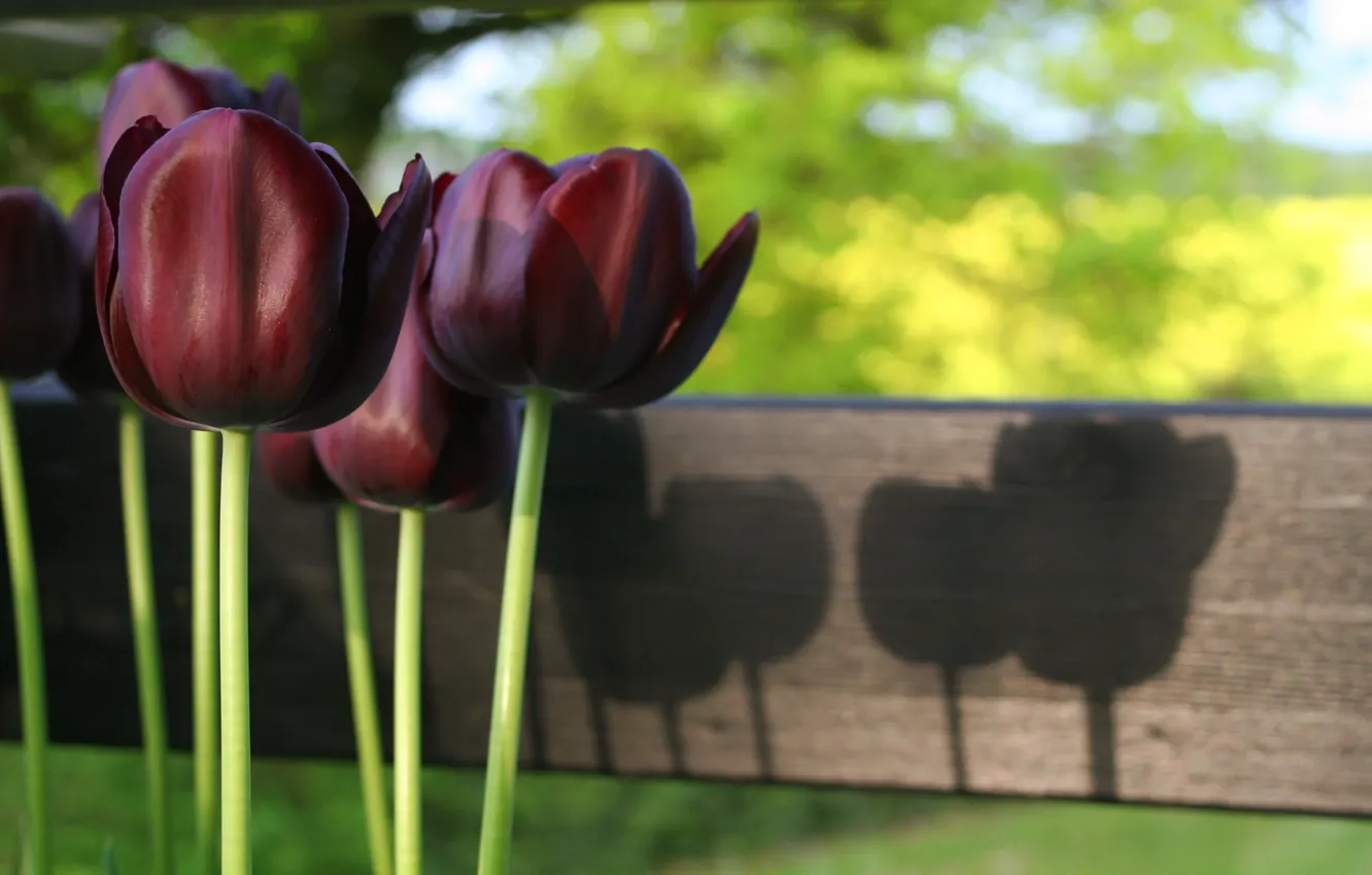 Photo wallpaper light, flowers, nature, stems, spring, Tulips