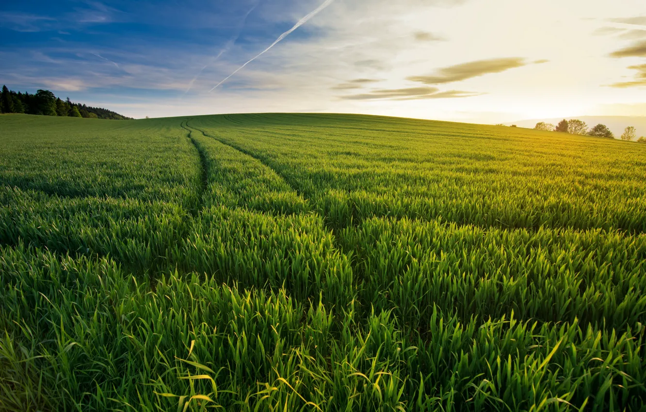 Photo wallpaper field, summer, morning