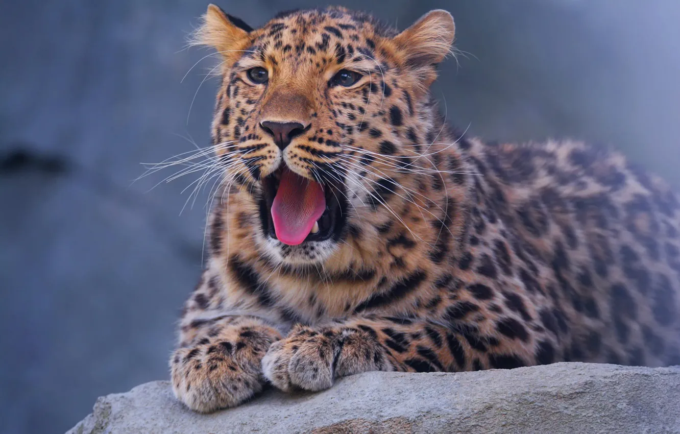 Photo wallpaper language, look, face, pose, stones, background, blue, portrait