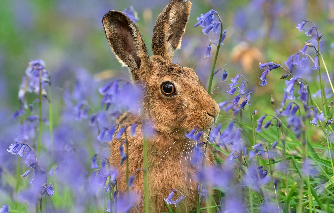 Photo wallpaper look, face, flowers, grey, glade, hare, portrait, blue