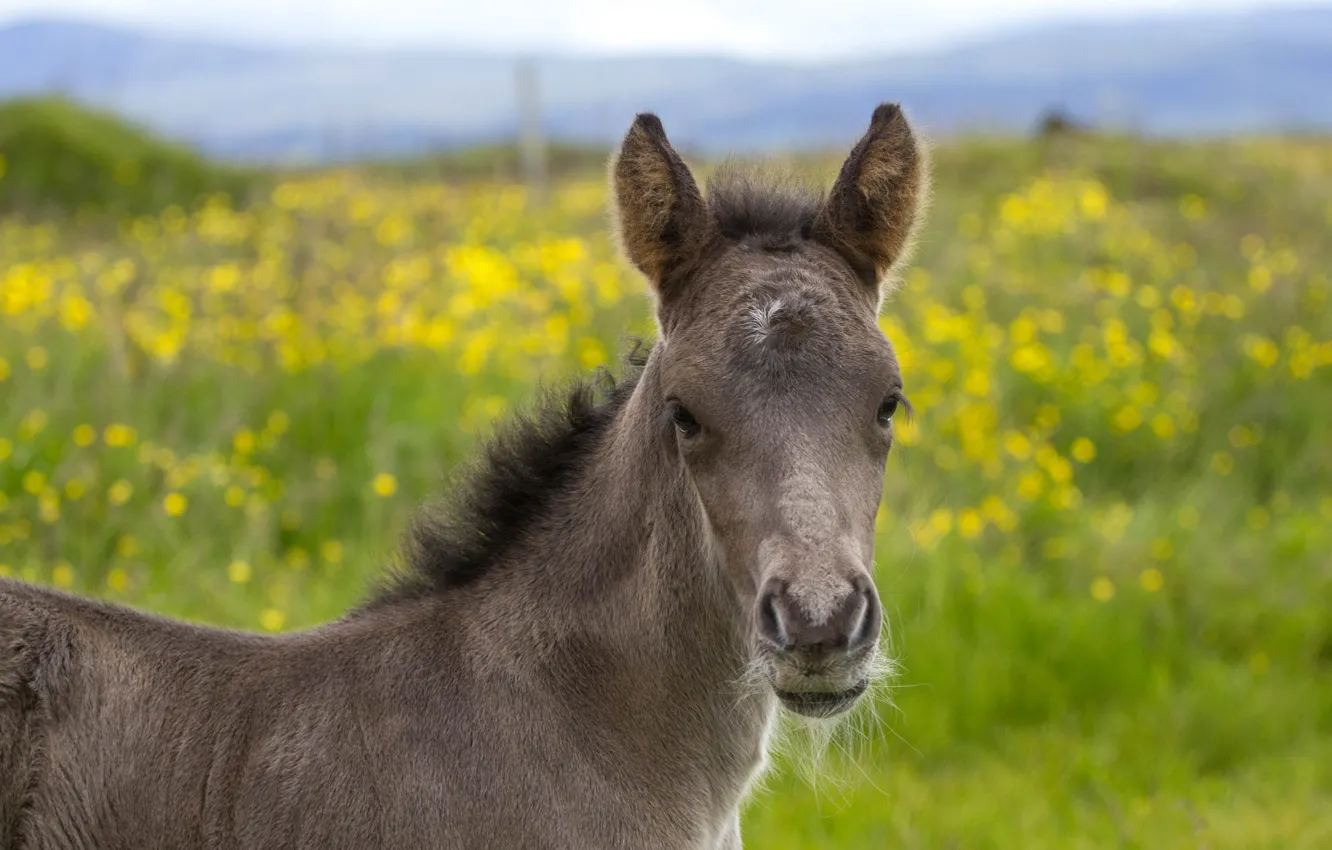 Photo wallpaper field, summer, look, flowers, grey, horse, dandelion, hills