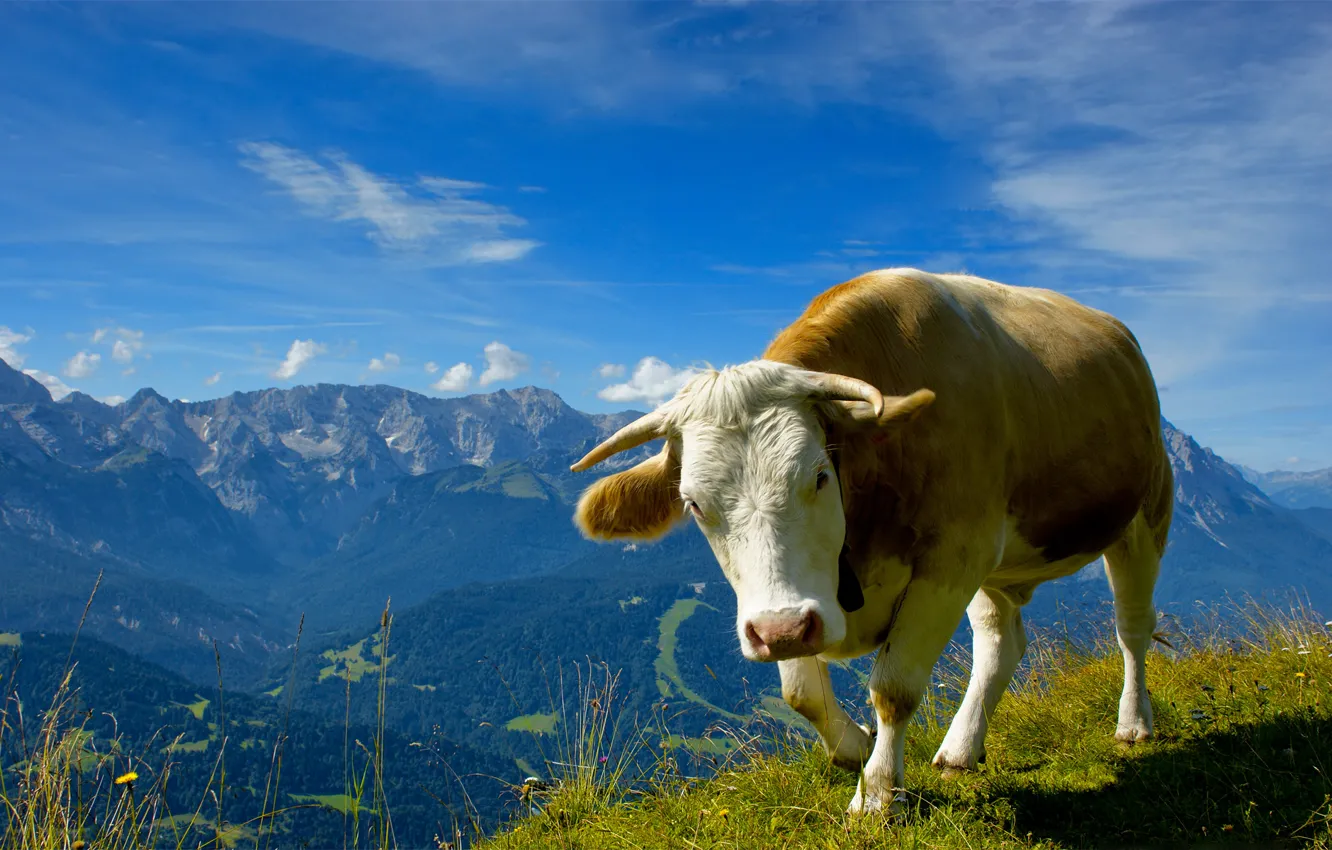 Photo wallpaper the sky, grass, landscape, flowers, mountains, nature, animal, view