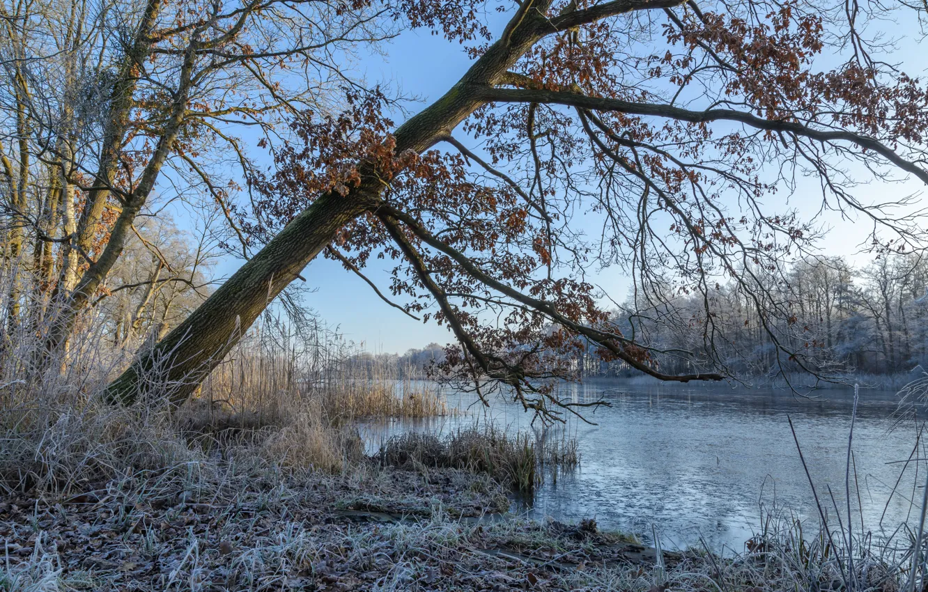 Photo wallpaper winter, frost, forest, grass, snow, trees, branches, lake