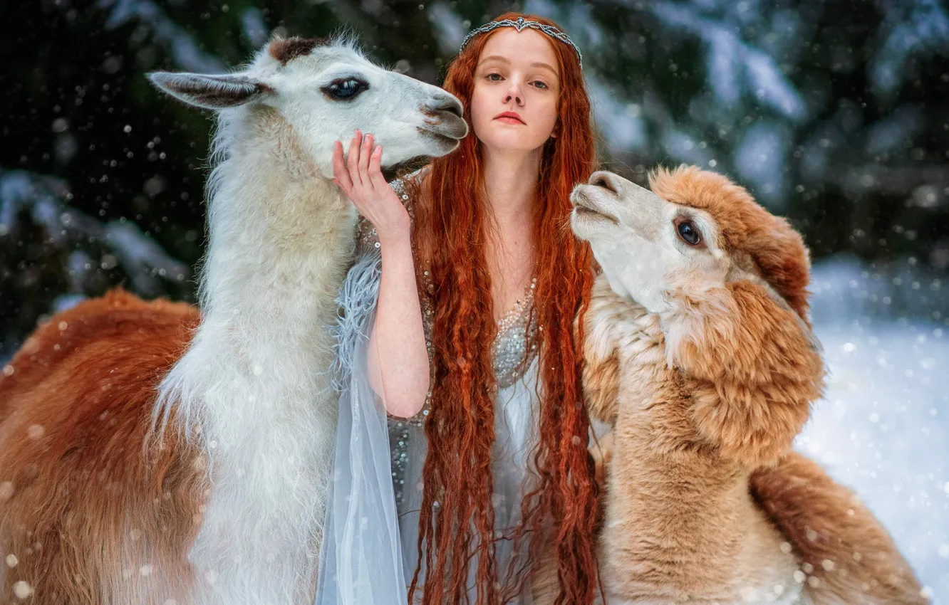 Photo wallpaper girl, pose, red, redhead, long hair, Lama, Alpaca, Alexandra Savenkova