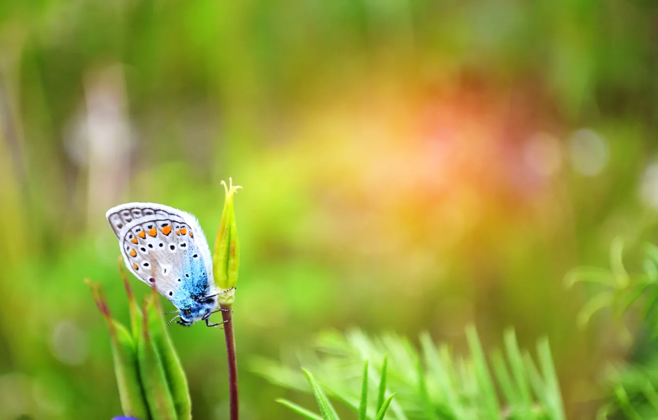 Photo wallpaper greens, summer, grass, butterfly, day