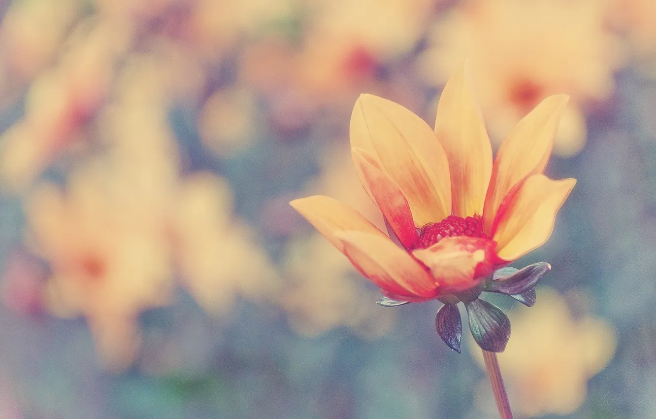 Photo wallpaper flowers, light, petals, stem, buds