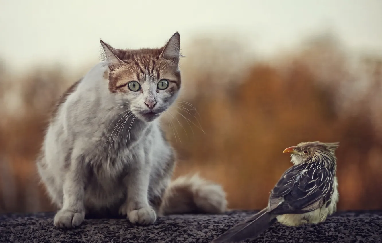 Photo wallpaper cat, nature, bird