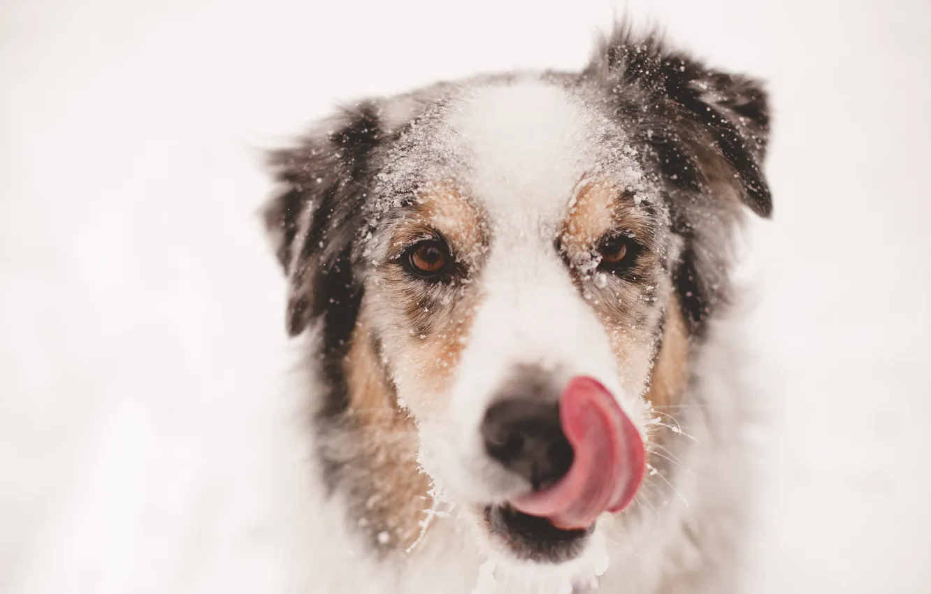 Photo wallpaper look, each, dog