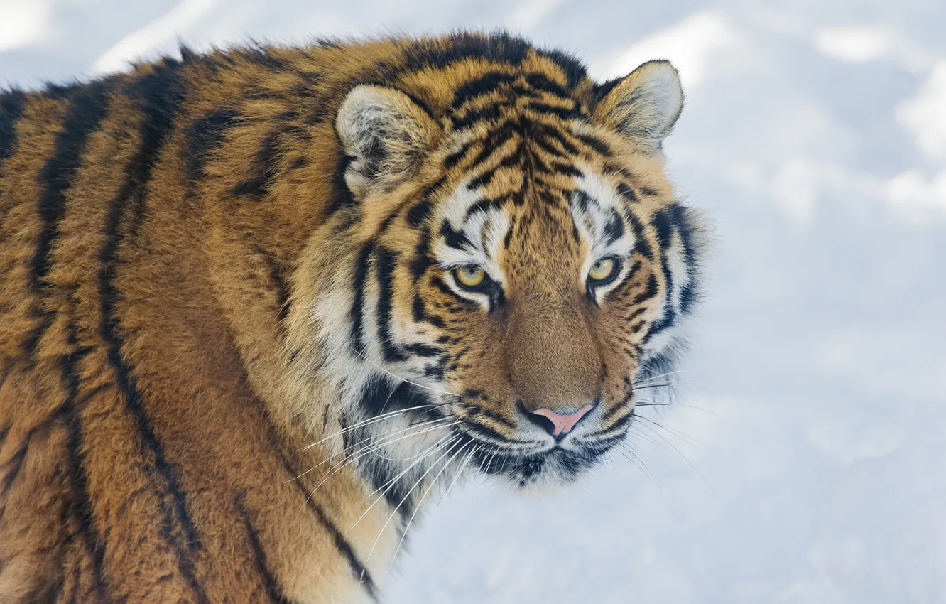 Photo wallpaper cat, look, face, snow, tiger, the Amur tiger, ©Tambako The Jaguar