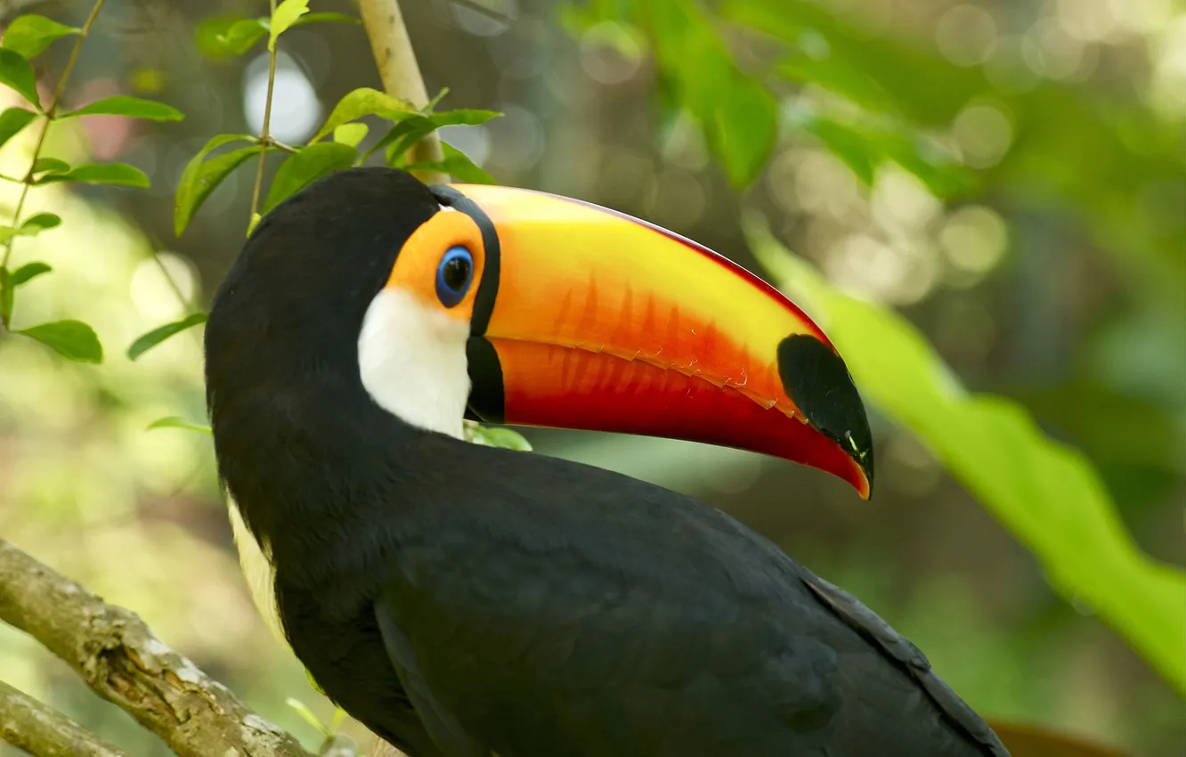 Photo wallpaper forest, branches, bird, beak, Toucan