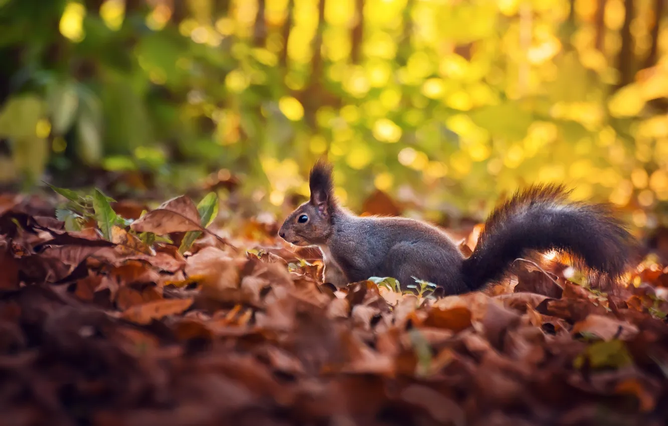 Photo wallpaper autumn, leaves, protein, bokeh