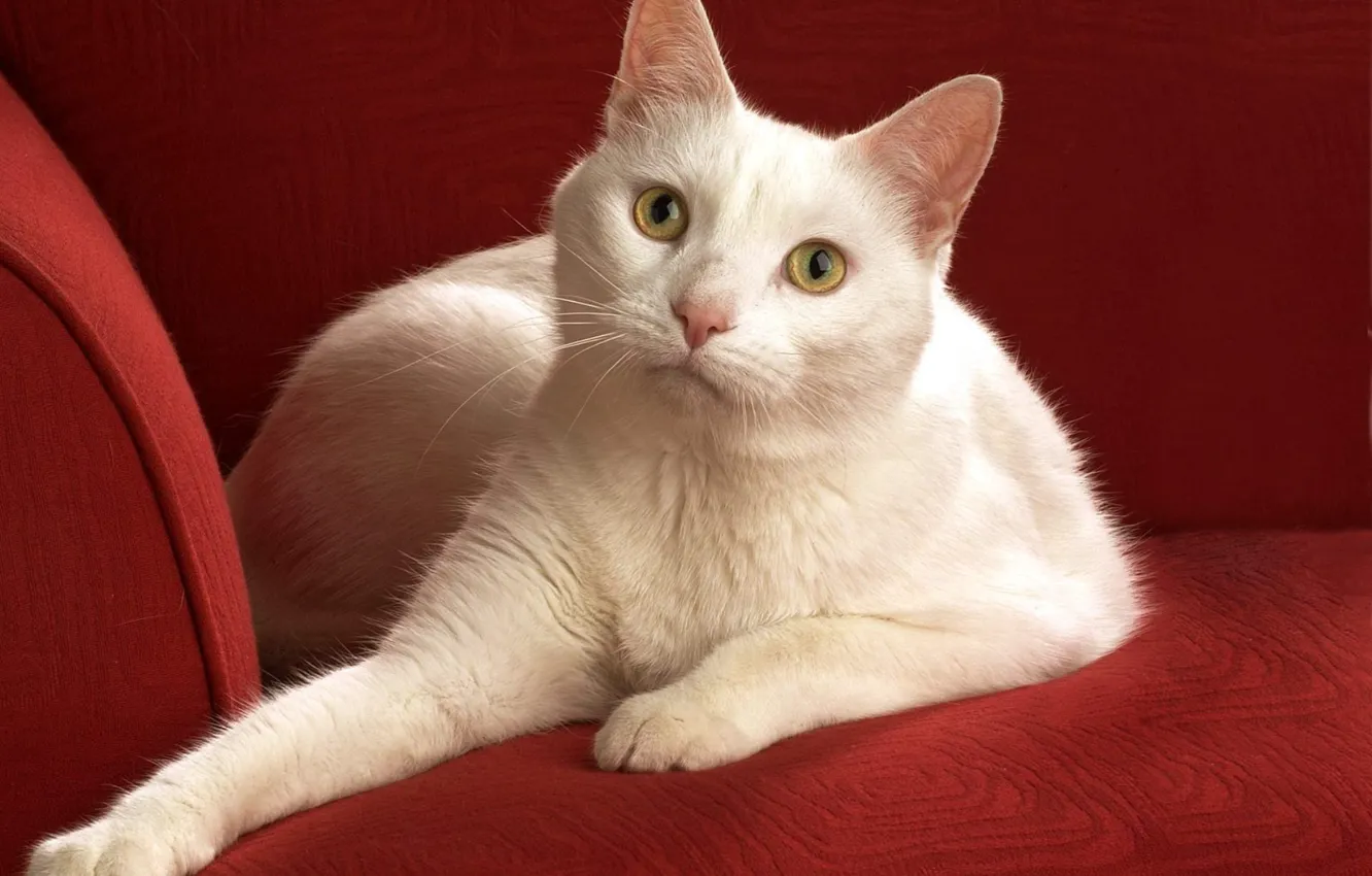 Photo wallpaper white, cat, sofa, Fold, looks