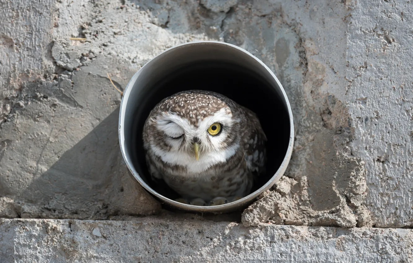 Photo wallpaper owl, bird, India, bird, India, Spotted Owl, Spotted owl