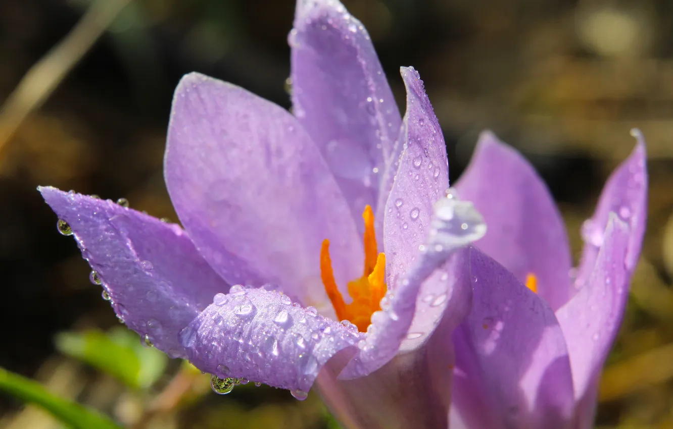 Photo wallpaper flower, spring, purple, Crocus