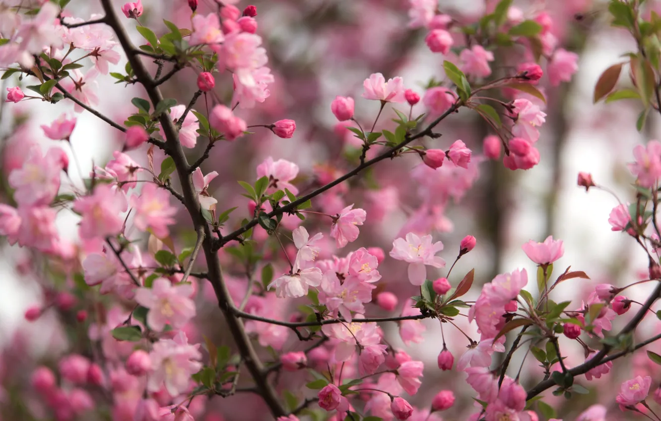 Photo wallpaper branches, tree, pink, spring, flowering