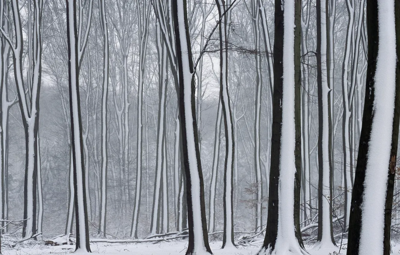 Photo wallpaper winter, snow, Trees