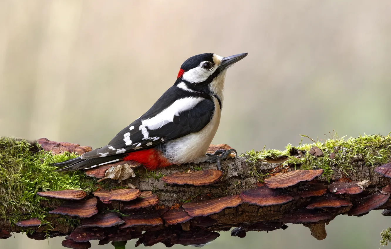 Photo wallpaper bird, branch, woodpecker