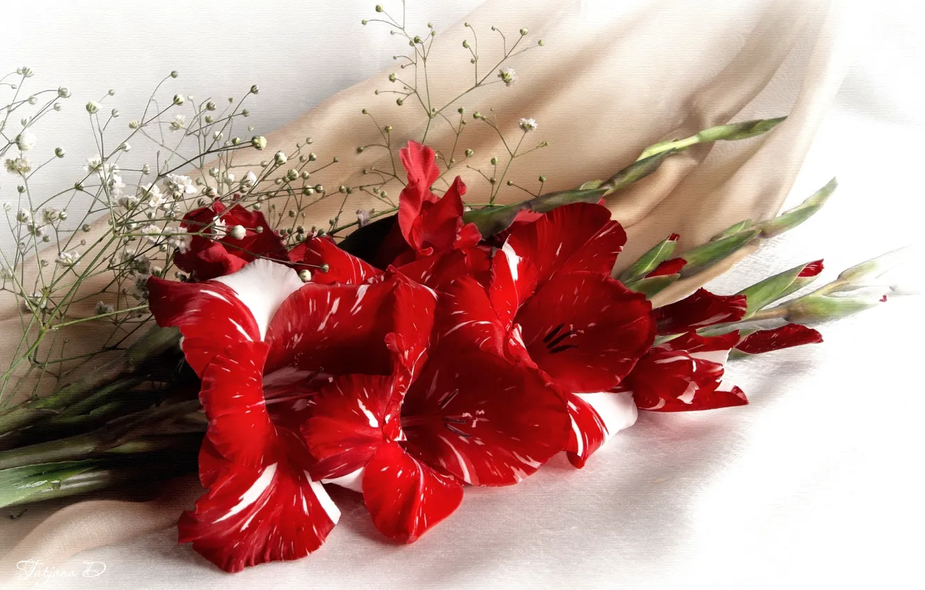 Photo wallpaper gladiolus, gypsophila, motley